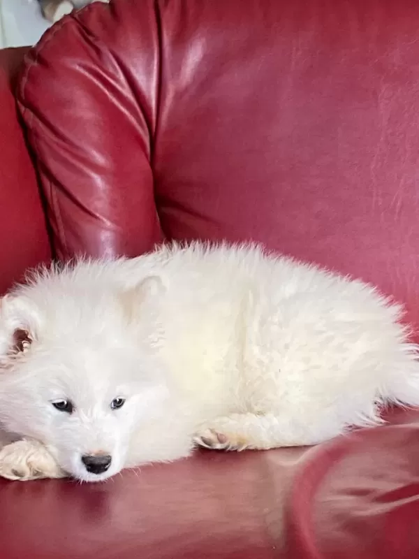 Harika Samoyed Bebeklerim