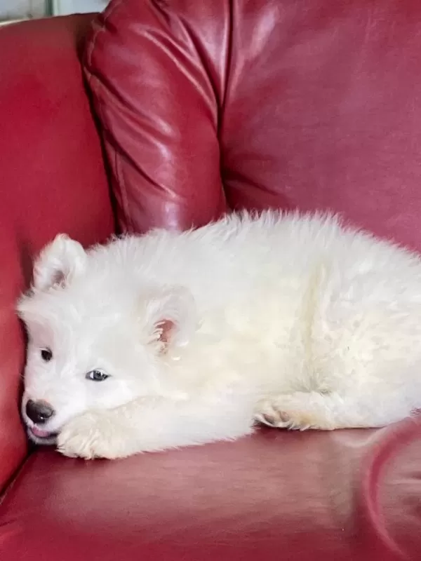 Harika Samoyed Bebeklerim