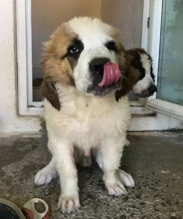 Saint Bernard Bebek Köpekler