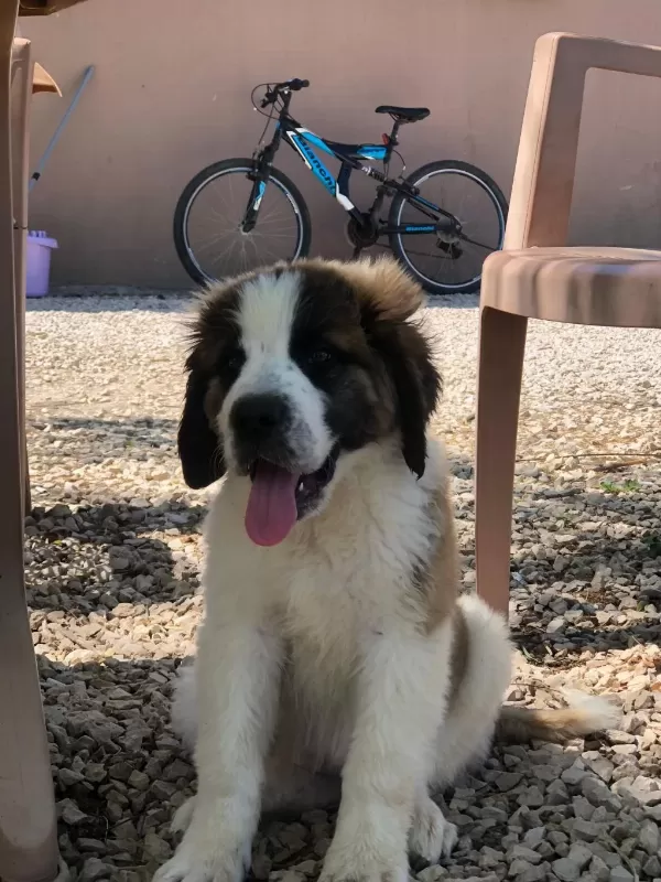 Saint Bernard Bebek Köpekler