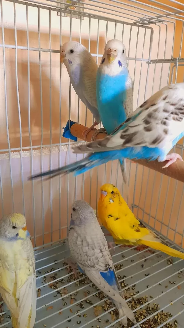 Muhabbet Kuşu Damizlik 2 Adet Dişi Sorunsuz