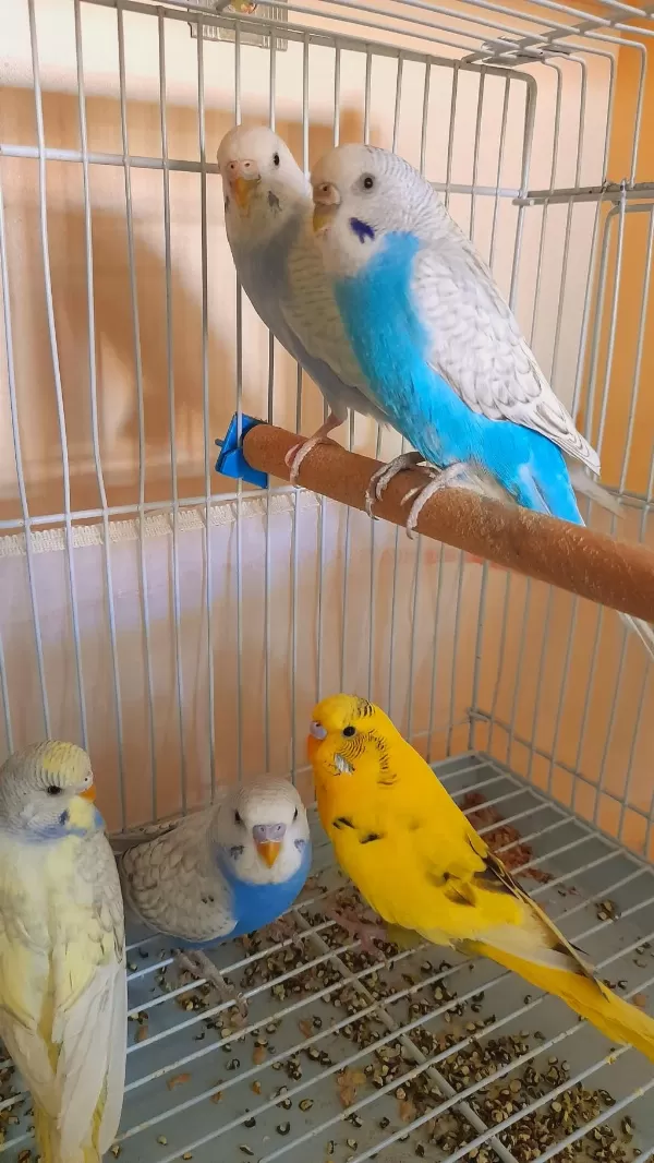Muhabbet Kuşu Damizlik 2 Adet Dişi Sorunsuz