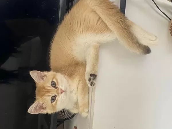 Golden 3 Aylık Erkek Yavrumuz