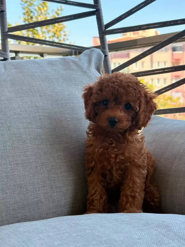 Toy Poodle 2 Aylık Prenses