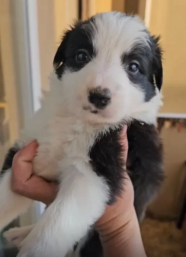 Border Collie Yavrularimiz