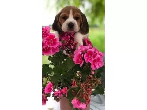 Harika Beagle Bebeklerimiz