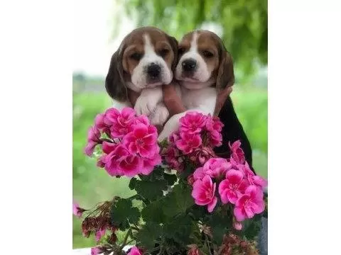 Harika Beagle Bebeklerimiz