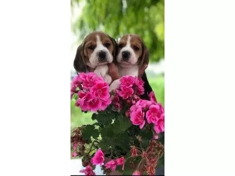 Harika Beagle Bebeklerimiz