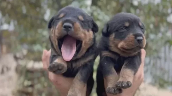 Rottweiler Yavruları