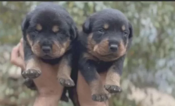 Rottweiler Yavruları