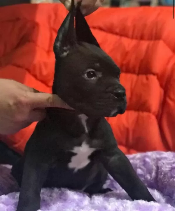 Cane Corso Koca Kafa Yavrular