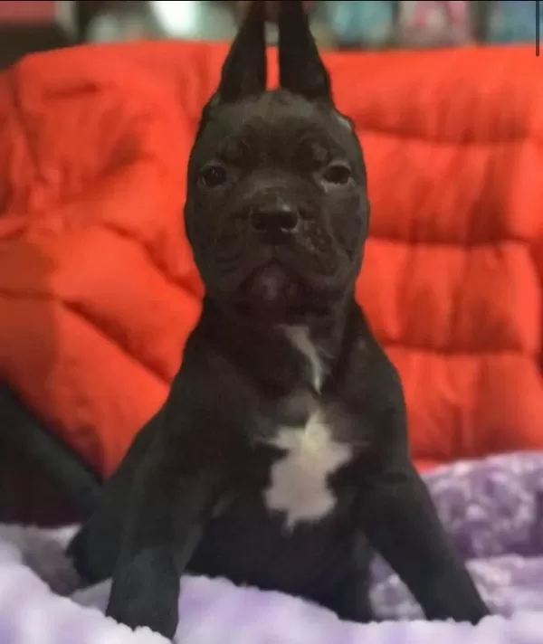 Cane Corso Koca Kafa Yavrular