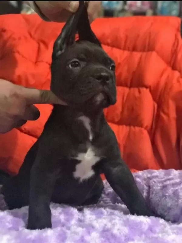 Cane Corso Koca Kafa Yavrular