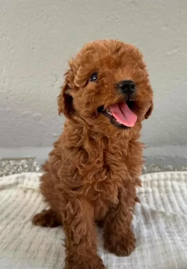 Irk Özelliklerini Taşıyan Toy Poodle Yavrusu