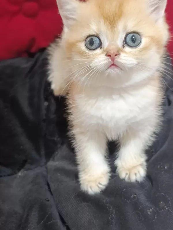 Safkan British Golden