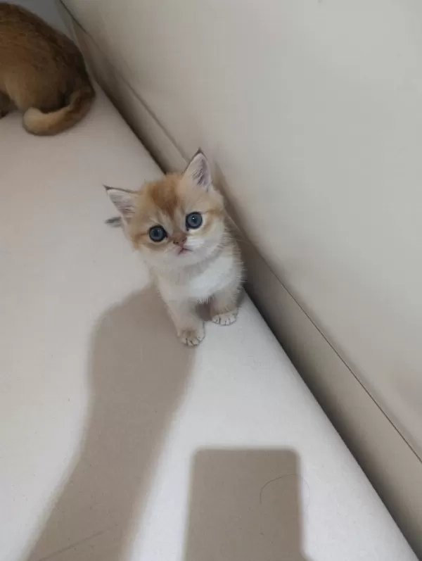Safkan British Golden