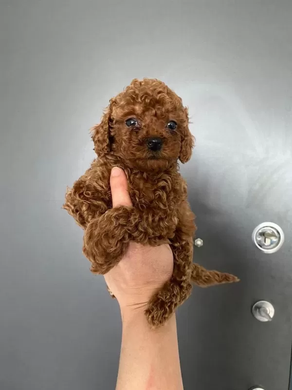 Toy Poodle Yavrular Orijinal