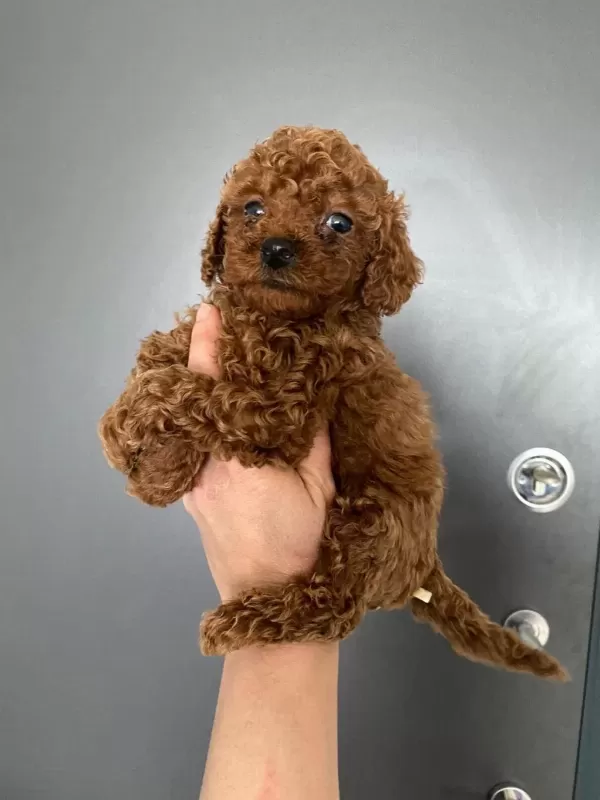 Toy Poodle Yavrular Orijinal