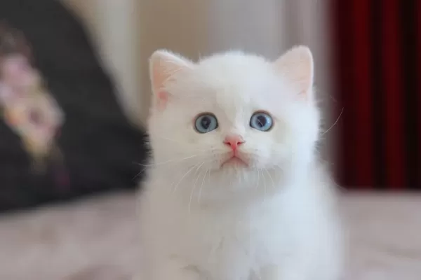 Safkan British Shorthair Longhair Yavrular