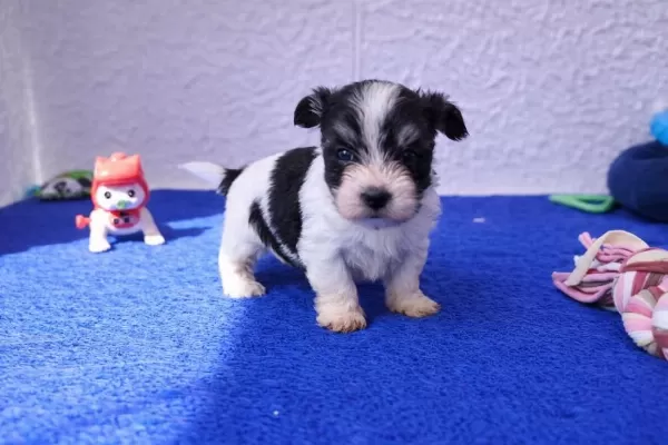 İnanilmaz Uygun Rakamlara Morkie Yavrular