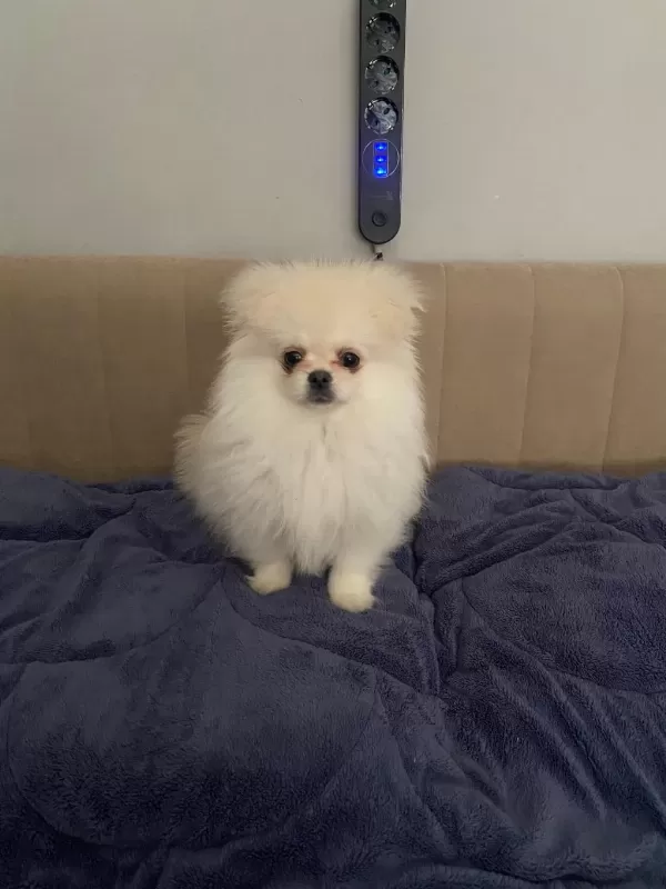 Kore Pomeranian Yavru Yuvasini Ariyor