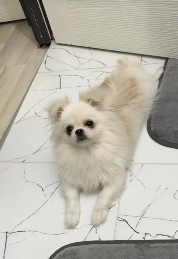 Kore Pomeranian Yavru Yuvasini Ariyor