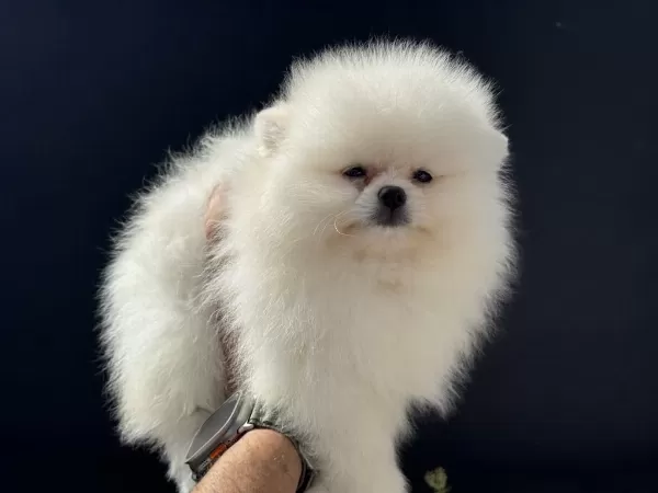 Petmode Köpek Çiftliğinden Pomeranian Yavrular