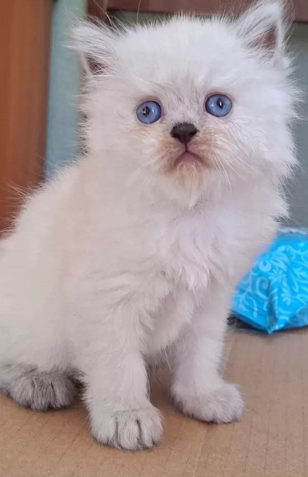 British Shorthair Kediler