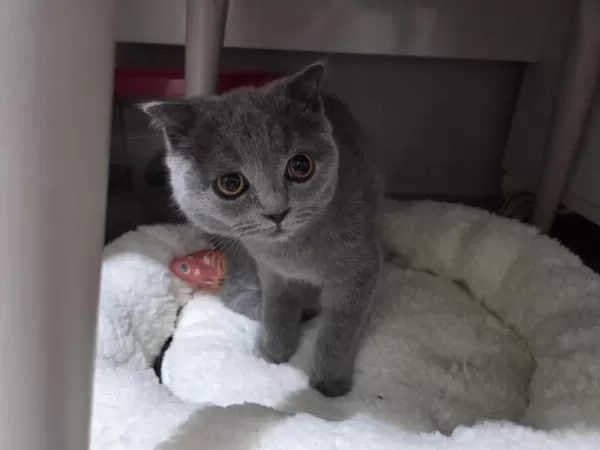 British Shorthair Kediler