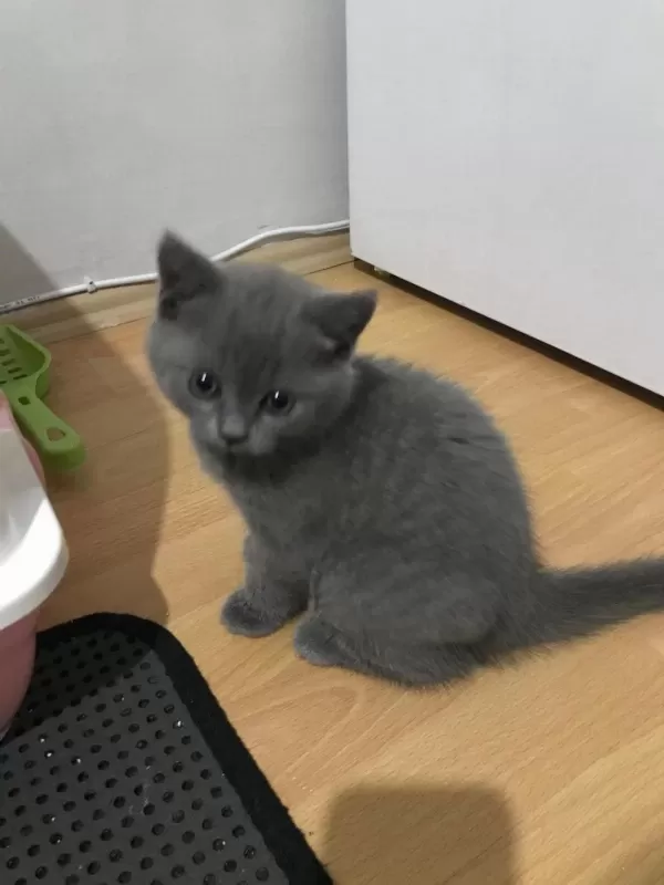 British Shorthair Kediler