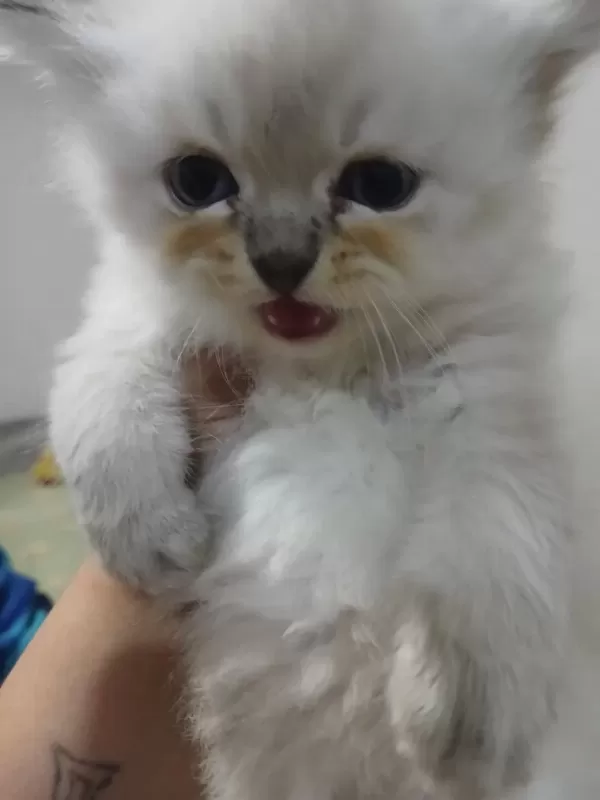 British Longhair Kedisi 2 Aylık