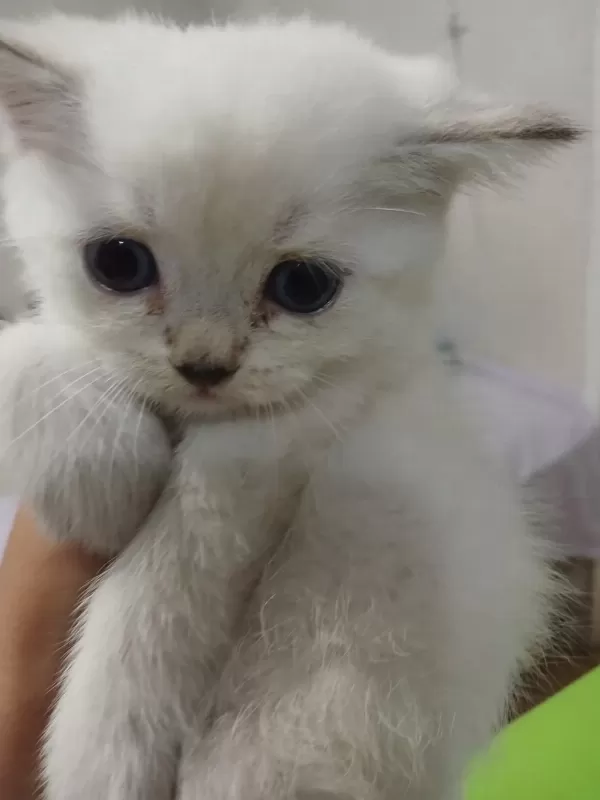 British Longhair Kedisi 2 Aylık