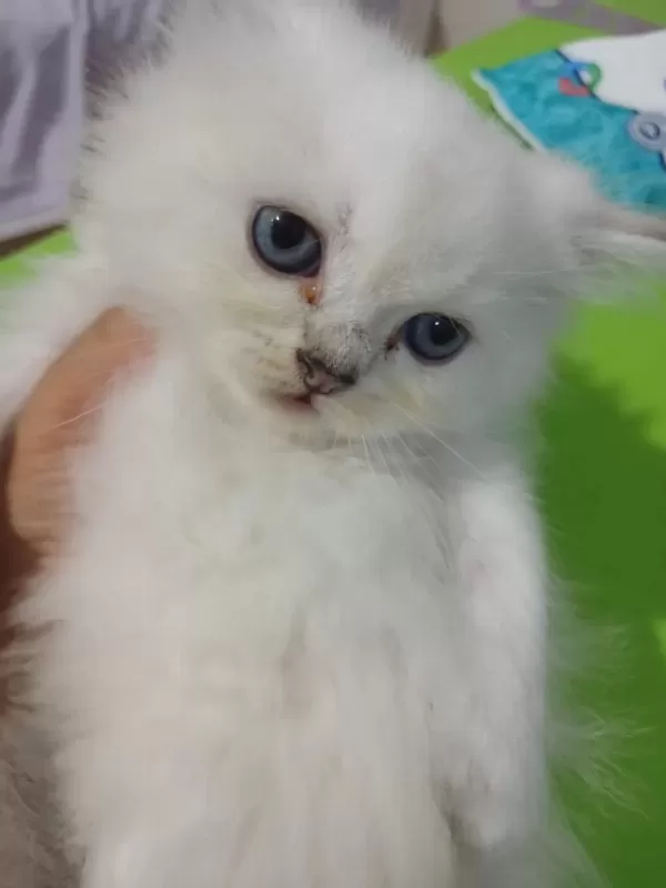 British Longhair Kedisi 2 Aylık