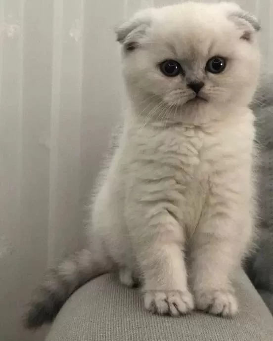 Scottish Fold British Siyam Yavru Çeşitler Mevcuttur