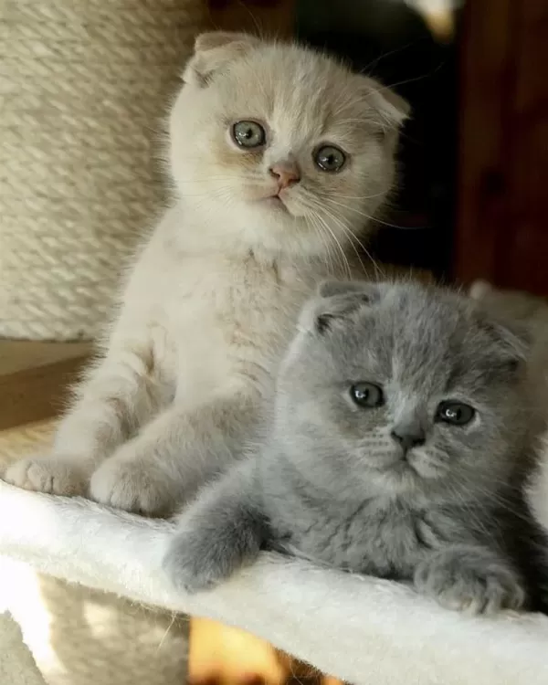 Scottish Fold British Siyam Yavru Çeşitler Mevcuttur