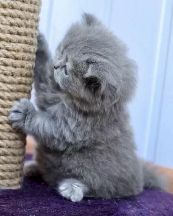 Scottish Fold British Siyam Yavru Çeşitler Mevcuttur