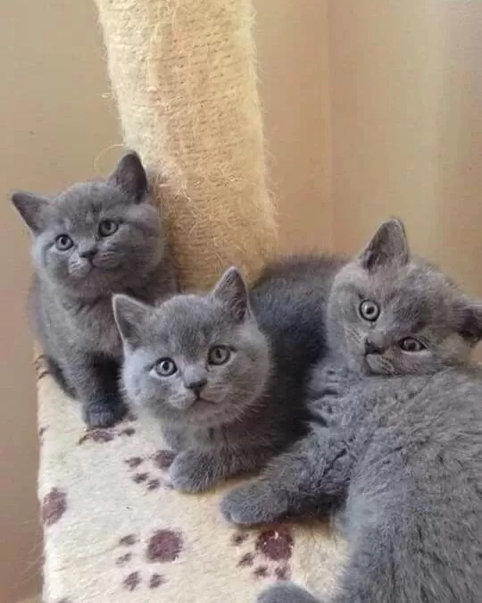 Scottish Fold British Siyam Yavru Çeşitler Mevcuttur