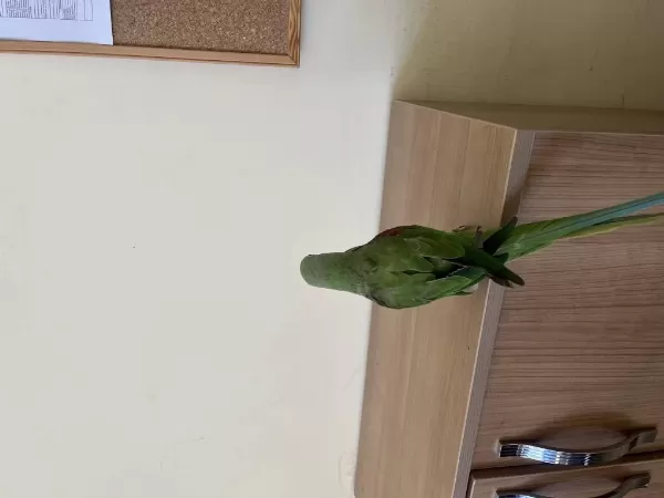 Onbin Yavru Erkek Papağanımız
