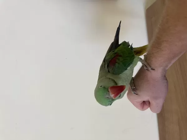 Onbin Yavru Erkek Papağanımız