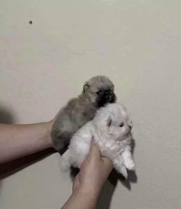Pomeranian Boo Mikro Dişi Prenses