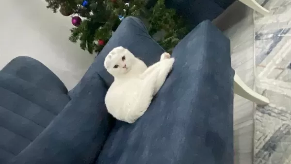 Ücretsiz İyi Bakabilecek Bir Aileye Scottish Fold