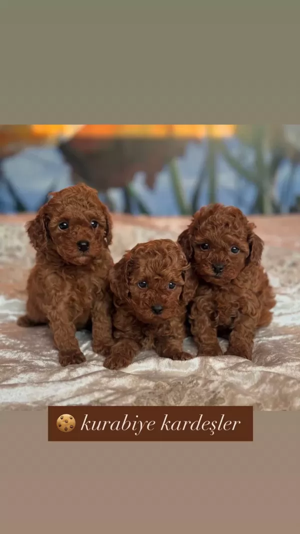 Sağlıklı Toy Poodle Puppy