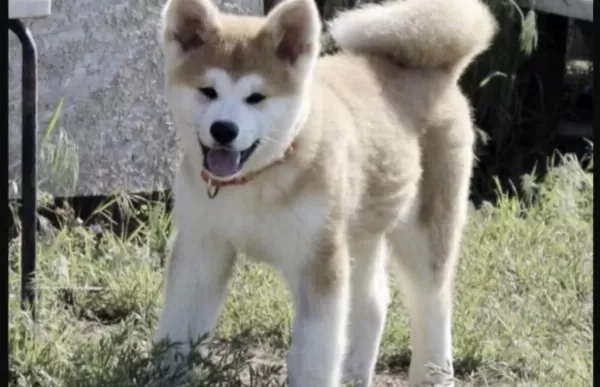 Harika Akita İnu Köpeğim