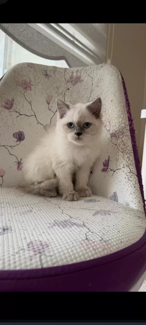 British Longhair Blue Point 80 Günlük