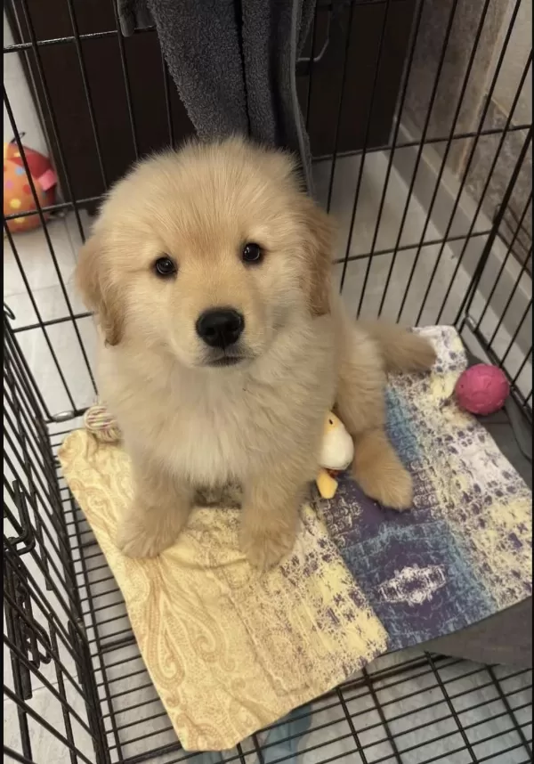 Golden Retriever Yavru Köpekler