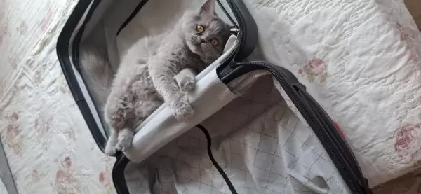 Scottish Fold Yavru Kediler