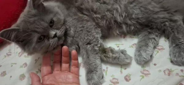 Scottish Fold Yavru Kediler
