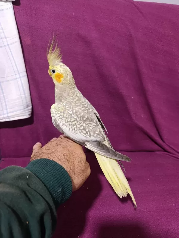 3 Aylık Yavru Sultan Papağanlar
