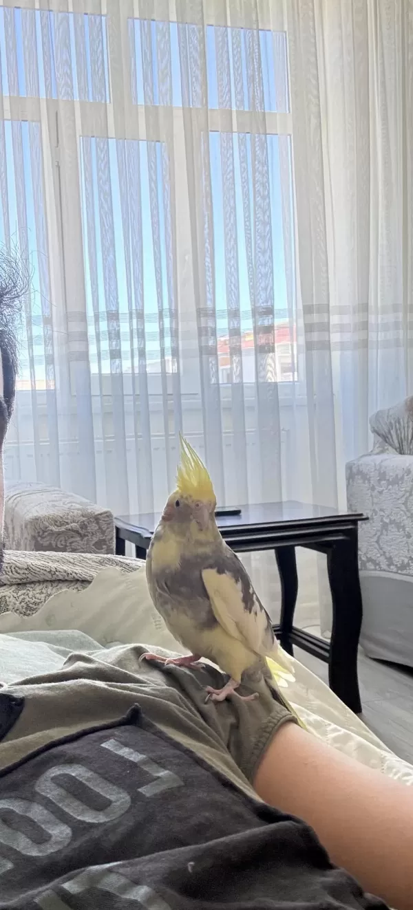 Evcil Sultan Papağanı