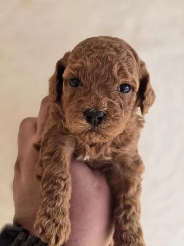 Safkan Toy Poodle Yavruları